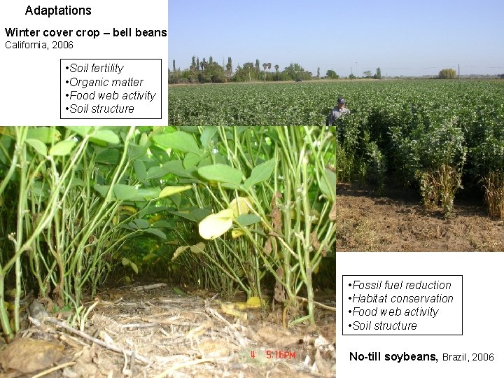 Adaptations Winter cover crop – bell beans California, 2006 • Soil fertility • Organic
