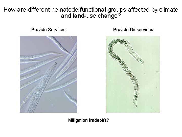 How are different nematode functional groups affected by climate and land-use change? Provide Services