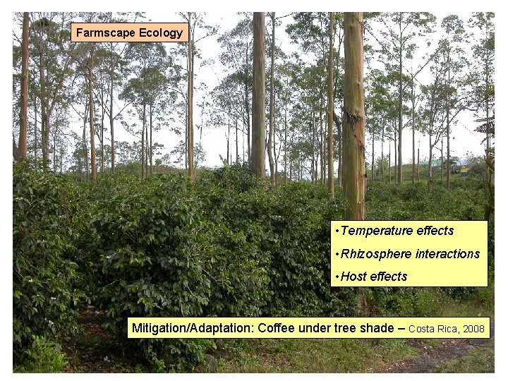 Farmscape Ecology • Temperature effects • Rhizosphere interactions • Host effects Mitigation/Adaptation: Coffee under