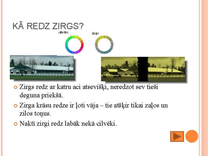 KĀ REDZ ZIRGS? Zirgs redz ar katru aci atsevišķi, neredzot sev tieši deguna priekšā.