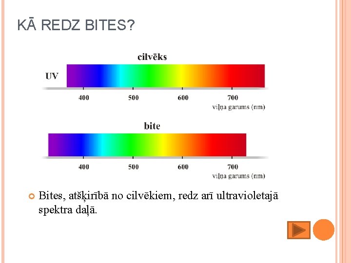 KĀ REDZ BITES? Bites, atšķirībā no cilvēkiem, redz arī ultravioletajā spektra daļā. KĀ REDZ BITES? Bites, atšķirībā no cilvēkiem, redz arī ultravioletajā spektra daļā.