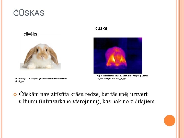 ČŪSKAS čūska cilvēks http: //thegazz. com/gblogs/karinfuller/files/2009/06/r abbit. jpg http: //coolcosmos. ipac. caltech. edu/image_galleries /ir_zoo/images/rabbit