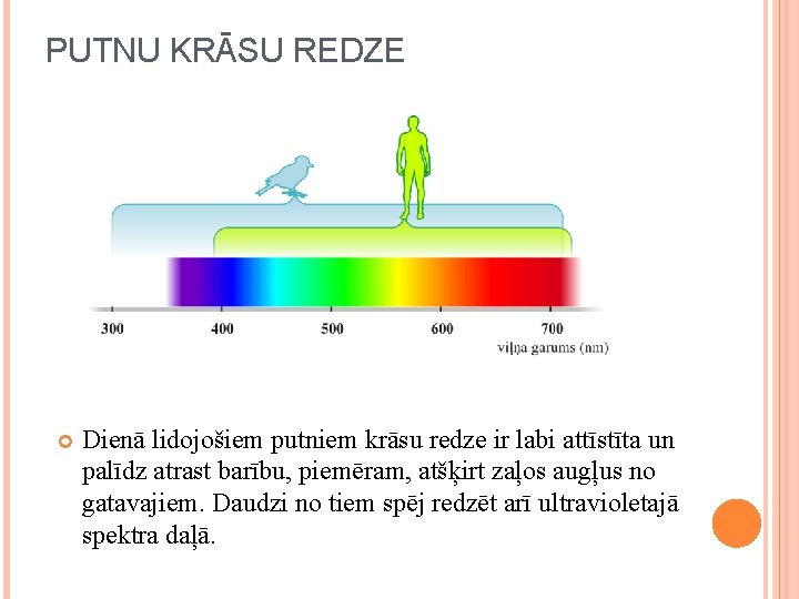 PUTNU KRĀSU REDZE http: //tv. ku. edu/webx/11001/visualspectrum. jpg Dienā lidojošiem putniem krāsu redze ir