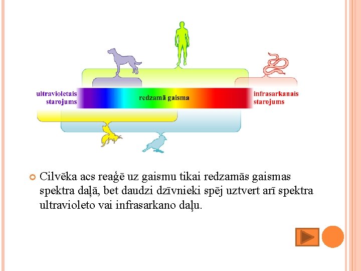  Cilvēka acs reaģē uz gaismu tikai redzamās gaismas spektra daļā, bet daudzi dzīvnieki