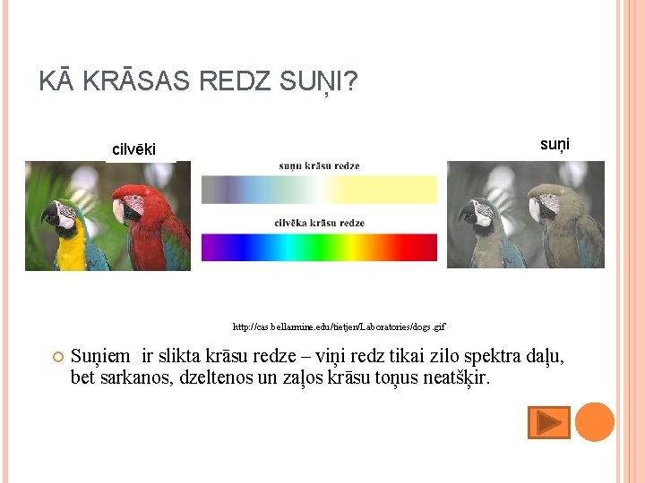 KĀ KRĀSAS REDZ SUŅI? suņi cilvēki http: //cas. bellarmine. edu/tietjen/Laboratories/dogs. gif Suņiem ir slikta