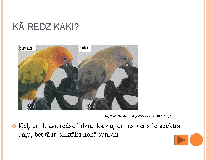 KĀ REDZ KAĶI? http: //cas. bellarmine. edu/tietjen/Laboratories/cat%20 color. gif Kaķiem krāsu redze līdzīgi kā