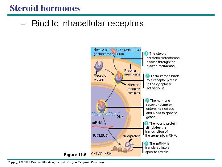 Steroid hormones – Bind to intracellular receptors Hormone EXTRACELLULAR (testosterone) FLUID 1 The steroid
