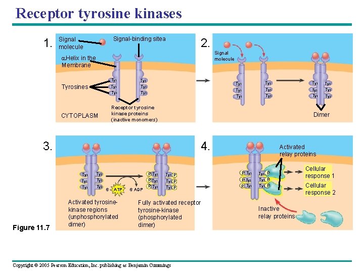 Receptor tyrosine kinases 1. Signal-binding sitea Signal molecule 2. Signal molecule Helix in the