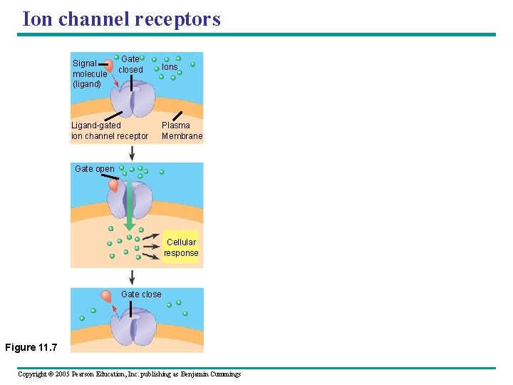 Ion channel receptors Signal molecule (ligand) Gate closed Ions Ligand-gated ion channel receptor Plasma