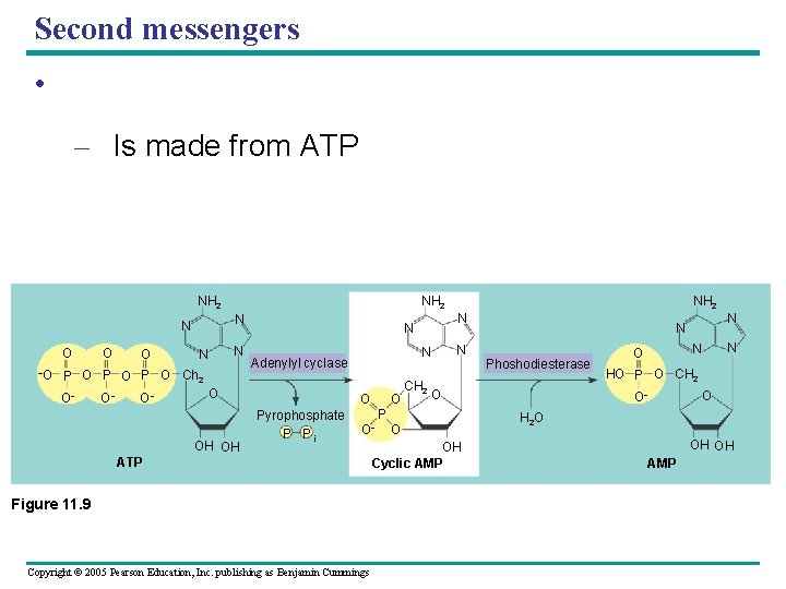 Second messengers • – Is made from ATP NH 2 N N O O