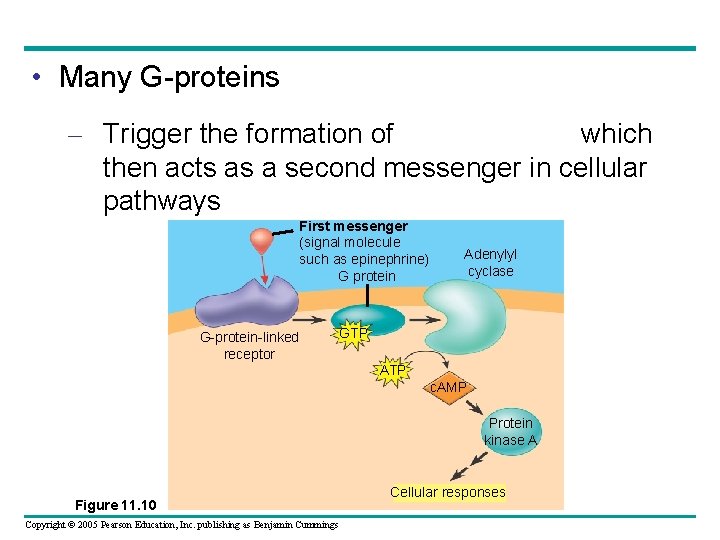  • Many G-proteins – Trigger the formation of which then acts as a