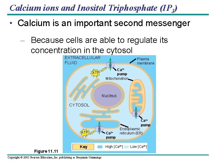 Calcium ions and Inositol Triphosphate (IP 3) • Calcium is an important second messenger