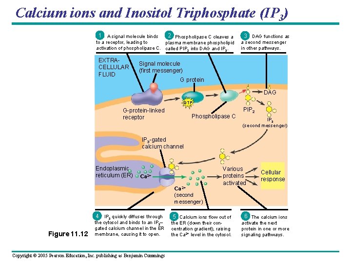Calcium ions and Inositol Triphosphate (IP 3) 1 2 A signal molecule binds Phospholipase