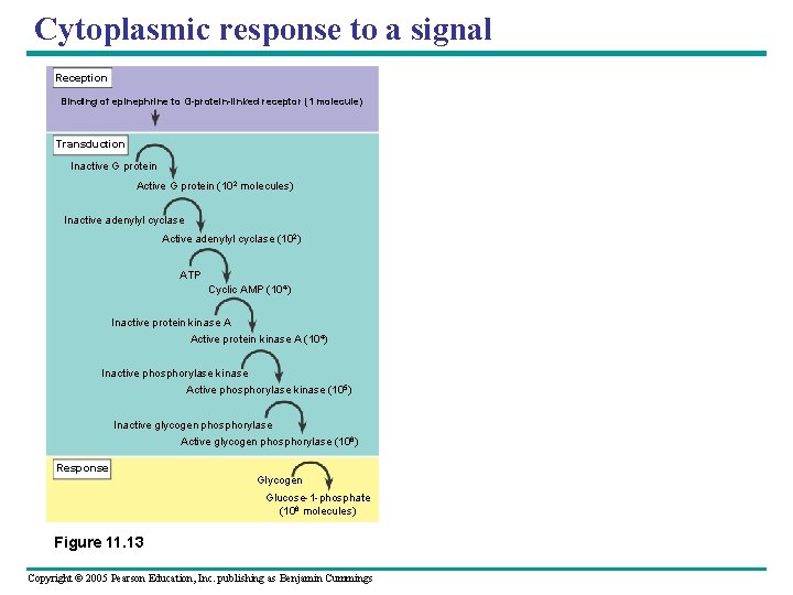 Cytoplasmic response to a signal Reception Binding of epinephrine to G-protein-linked receptor (1 molecule)