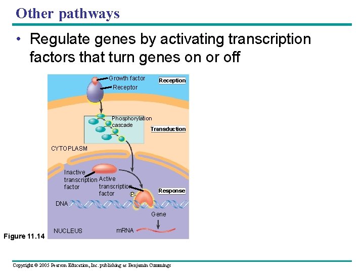 Other pathways • Regulate genes by activating transcription factors that turn genes on or