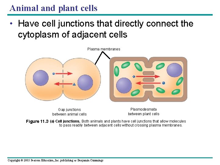 Animal and plant cells • Have cell junctions that directly connect the cytoplasm of