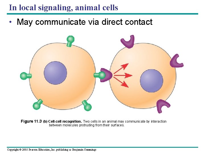 In local signaling, animal cells • May communicate via direct contact Figure 11. 3