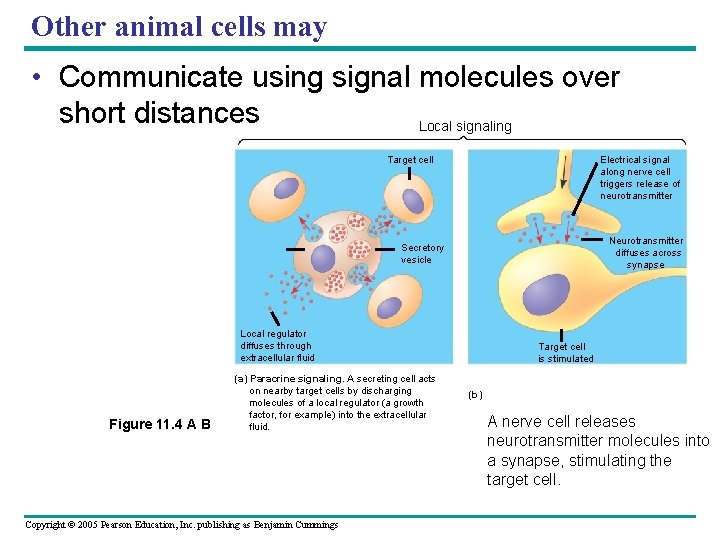 Other animal cells may • Communicate using signal molecules over short distances Local signaling