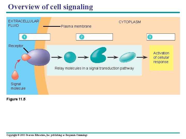 Overview of cell signaling EXTRACELLULAR FLUID 1 CYTOPLASM Plasma membrane 2 3 Receptor Activation