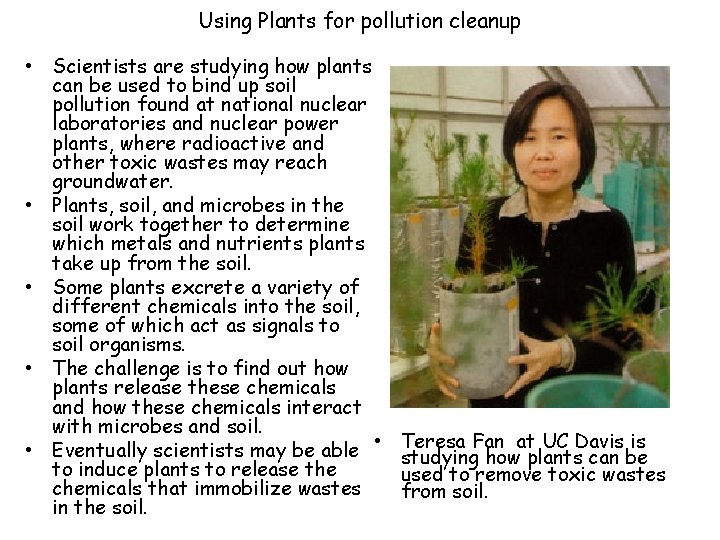 Using Plants for pollution cleanup • Scientists are studying how plants can be used