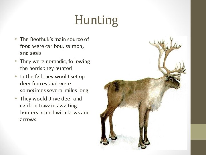 Hunting • The Beothuk’s main source of food were caribou, salmon, and seals •