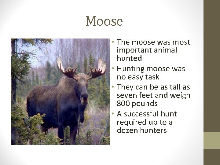Moose • The moose was most important animal hunted • Hunting moose was no