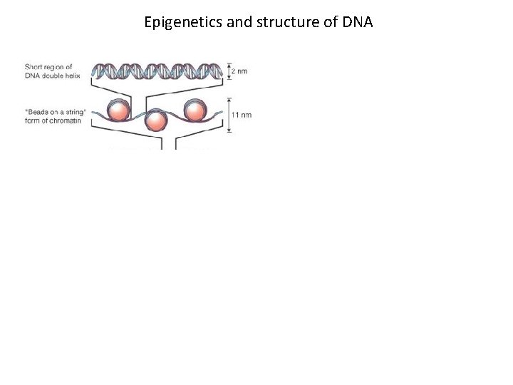 Epigenetics and structure of DNA 