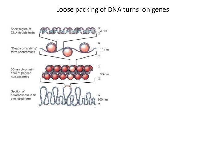 Loose packing of DNA turns on genes 