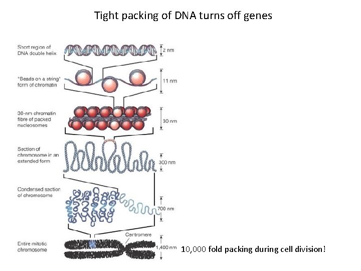 Tight packing of DNA turns off genes 10, 000 fold packing during cell division!