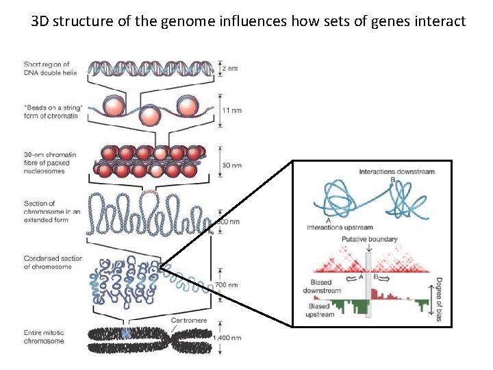 3 D structure of the genome influences how sets of genes interact 