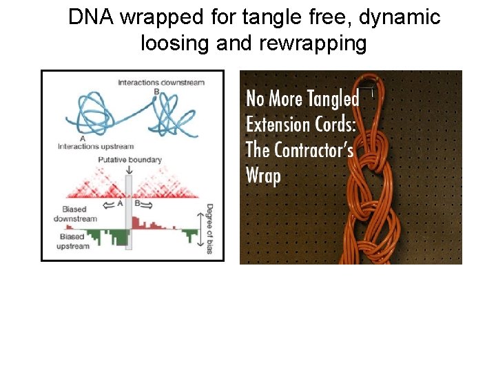 DNA wrapped for tangle free, dynamic loosing and rewrapping 