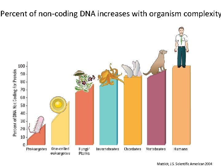 Percent of non-coding DNA increases with organism complexity Mattick, J. S. Scientific American 2004