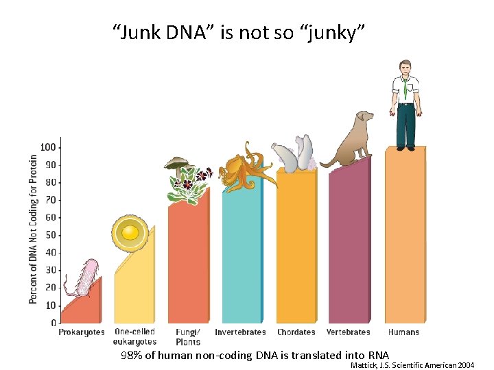 “Junk DNA” is not so “junky” 98% of human non-coding DNA is translated into