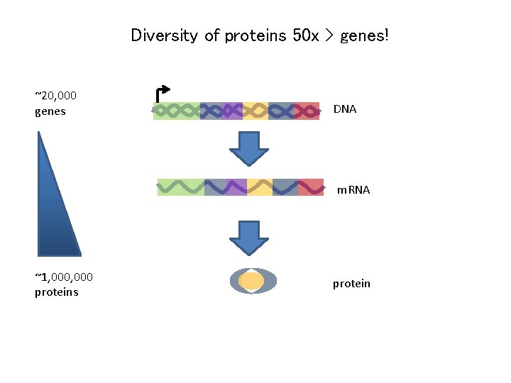 Diversity of proteins 50 x > genes! ~20, 000 genes DNA m. RNA ~1,