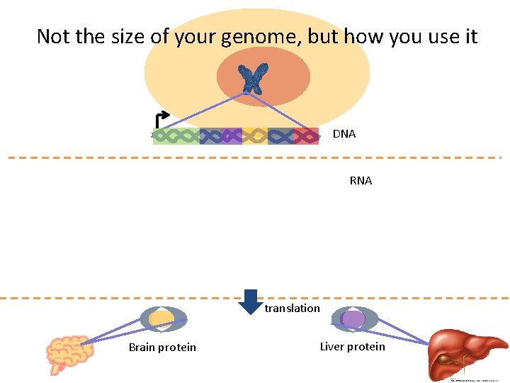 Not the size of your genome, but how you use it DNA RNA translation