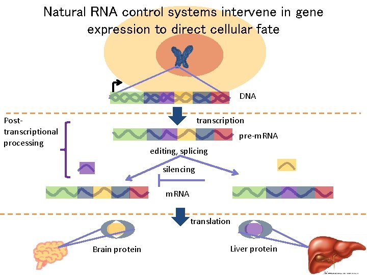 Natural RNA control systems intervene in gene expression to direct cellular fate DNA Posttranscriptional