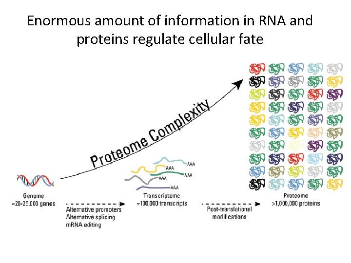 Enormous amount of information in RNA and proteins regulate cellular fate ~20, 000 genes