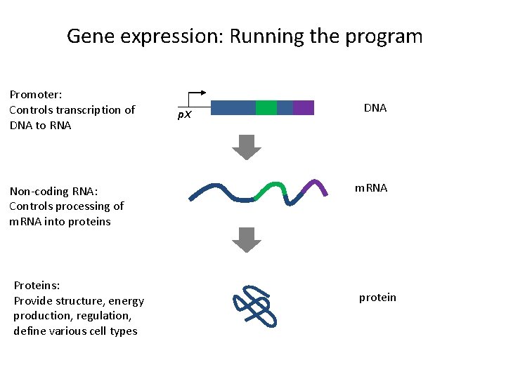 Gene expression: Running the program Promoter: Controls transcription of DNA to RNA Non-coding RNA: