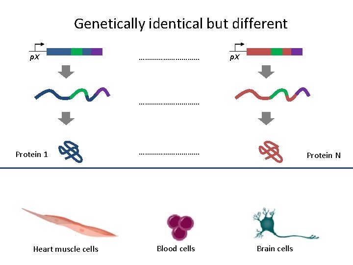 Genetically identical but different p. X ………………………… Protein 1 Heart muscle cells …………… Blood