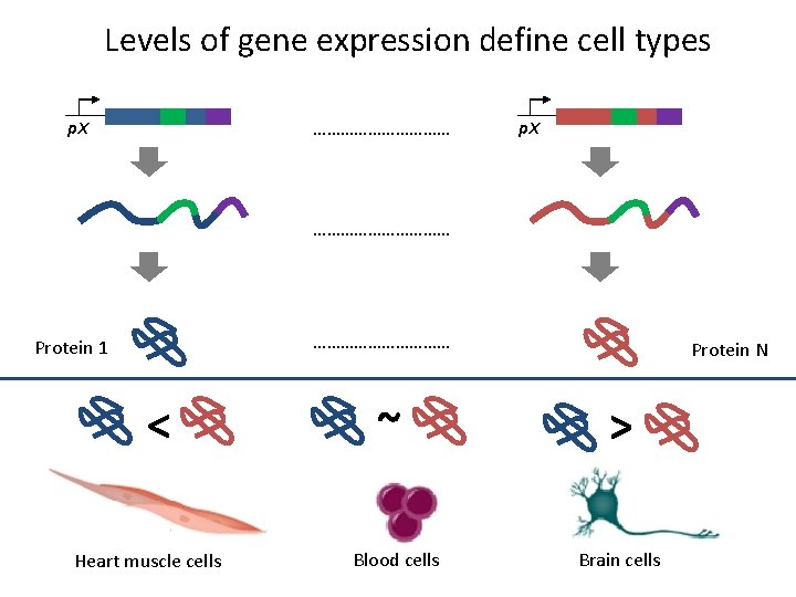 Levels of gene expression define cell types …………… p. X ………………………… Protein 1 <