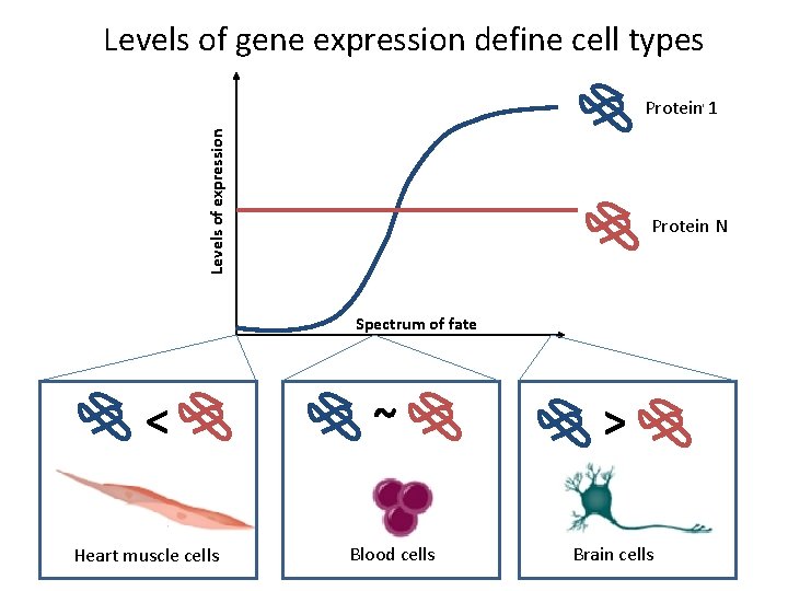 Levels of gene expression define cell types Levels of expression Protein 1 Protein N