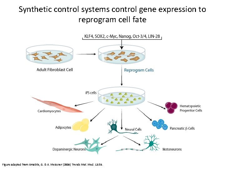 Synthetic control systems control gene expression to reprogram cell fate Figure adapted from Amabile,