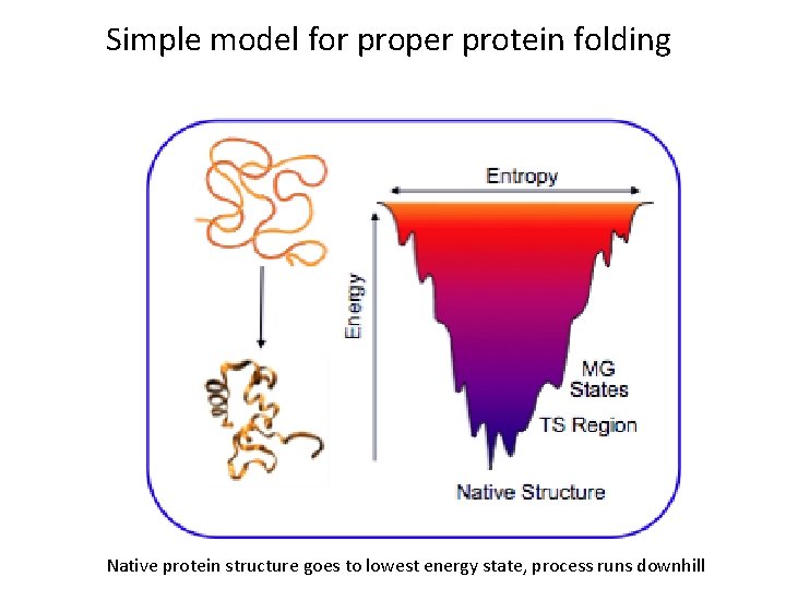 Simple model for proper protein folding Native protein structure goes to lowest energy state,