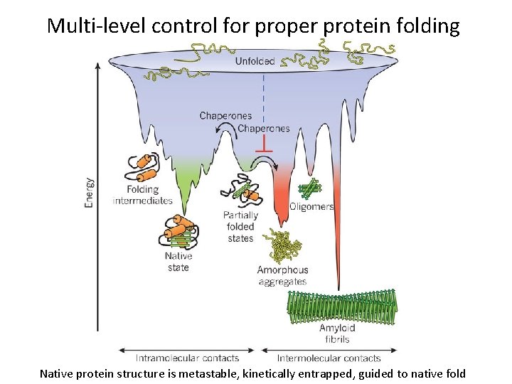 Multi-level control for proper protein folding Native protein structure is metastable, kinetically entrapped, guided