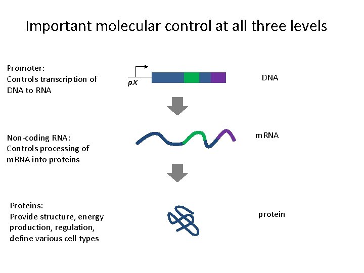 Important molecular control at all three levels Promoter: Controls transcription of DNA to RNA