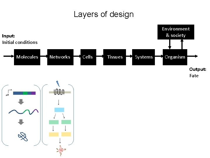Layers of design Environment & society Input: Initial conditions Molecules Networks Cells Tissues Systems