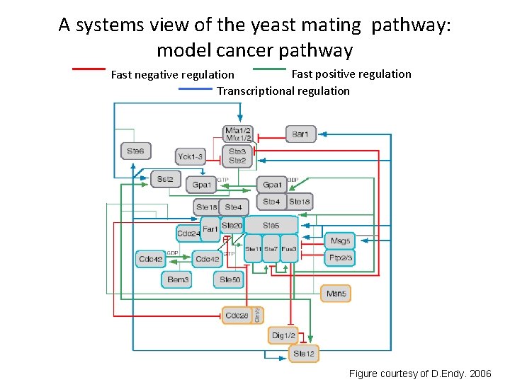 A systems view of the yeast mating pathway: model cancer pathway Fast positive regulation