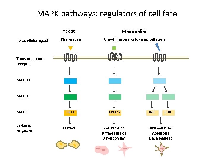 MAPK pathways: regulators of cell fate Yeast Extracellular signal Pheromone Mammalian Growth factors, cytokines,