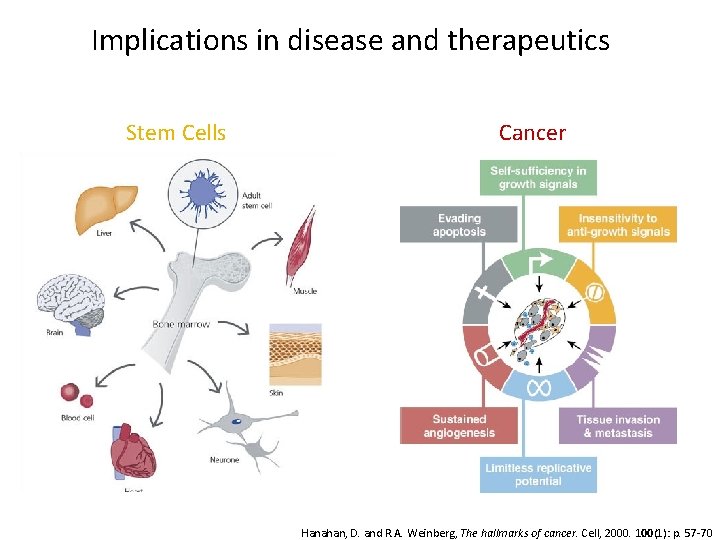 Implications in disease and therapeutics Stem Cells Cancer Hanahan, D. and R. A. Weinberg,