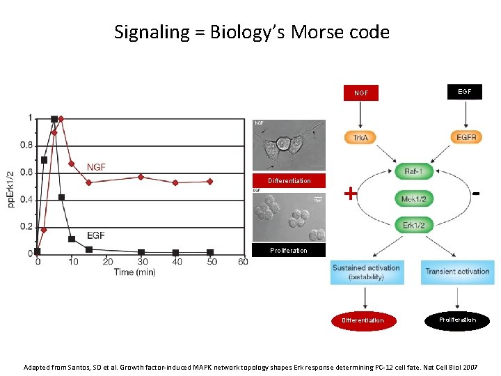 Signaling = Biology’s Morse code NGF Differentiation + EGF - Proliferation Differentiation Proliferation Adapted